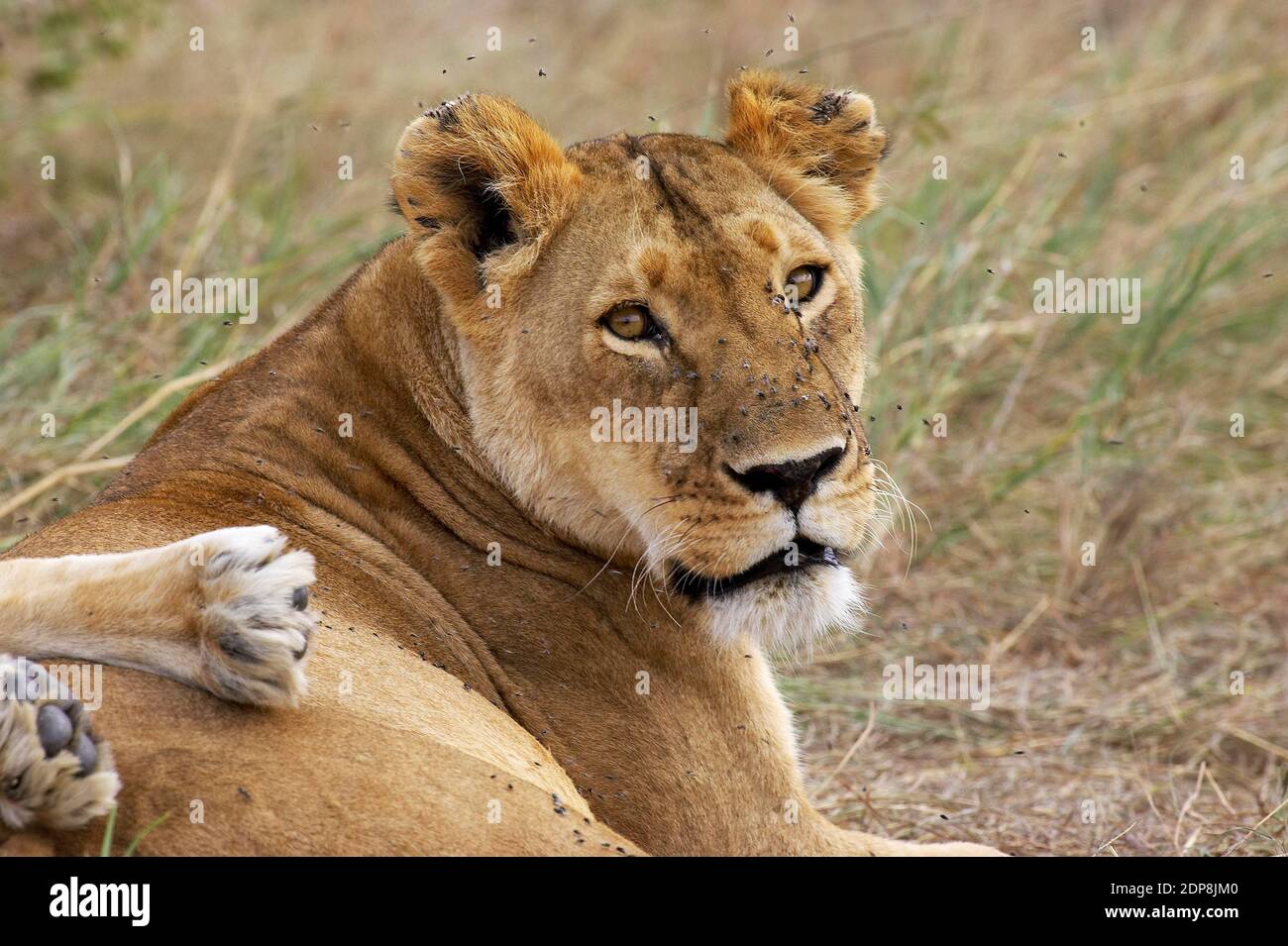 African Lion, panthera leo, Female, Masai Mara Park in Kenya Stock ...