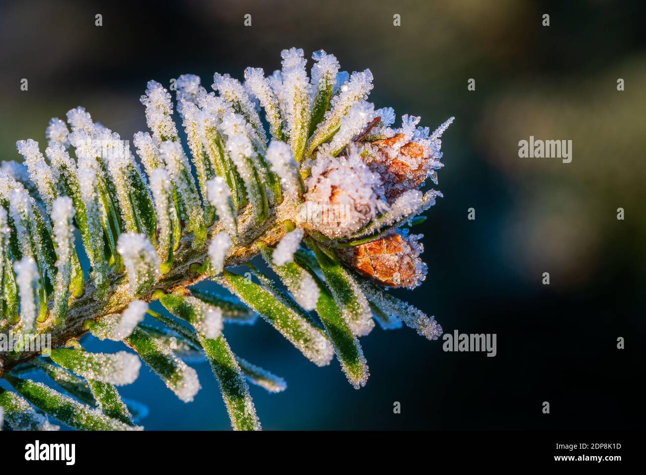Branch of a Caucasian fir (Nordmann fir) with small young fir cones and ice crystals of hoarfrost at the tip. Closeup macro, side view, horizontal Stock Photo
