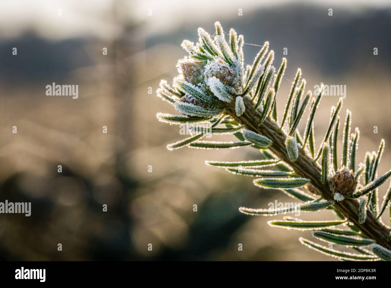A fir branch with small fir cones covered with white ice crystals of hoar frost is back lit by the morning sun in winter. Closeup macro shot. Stock Photo