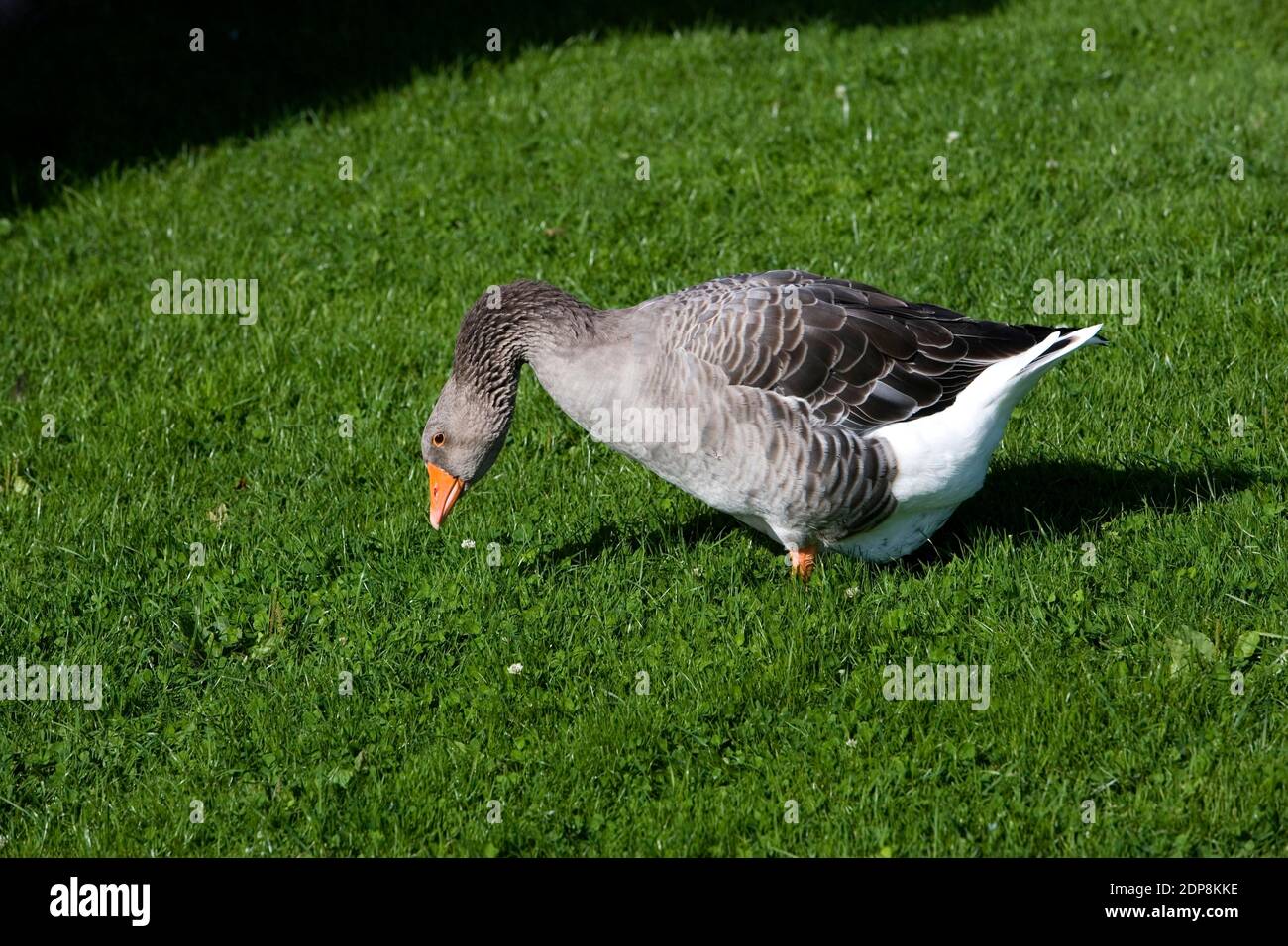 Toulouse Goose, Breed producing Pate de Foie in France Stock Photo