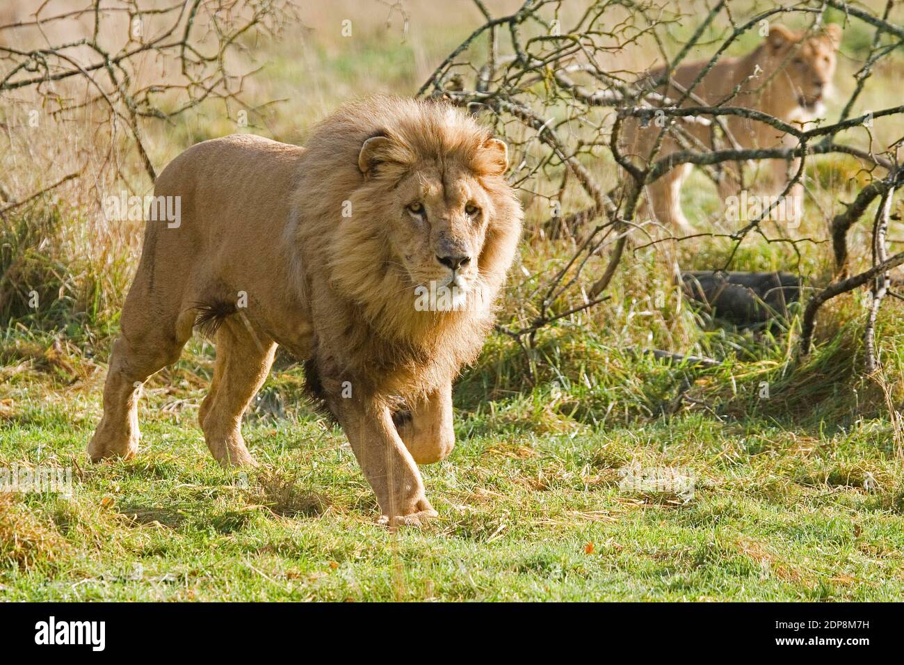Southwest african lion hi-res stock photography and images - Alamy