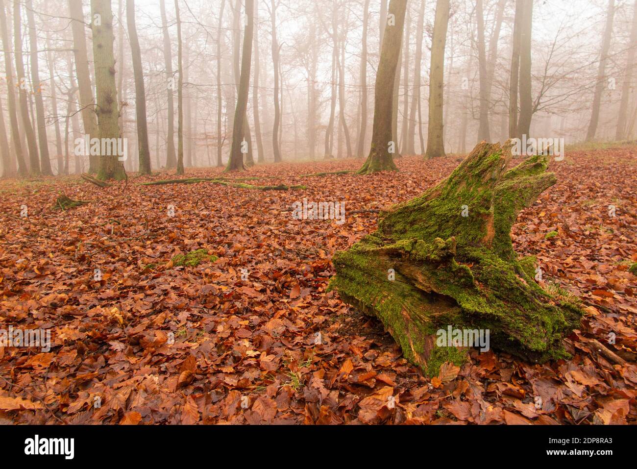 Aded tree and an autumnal mist in some woods in Buckinghamshire, England Stock Photo