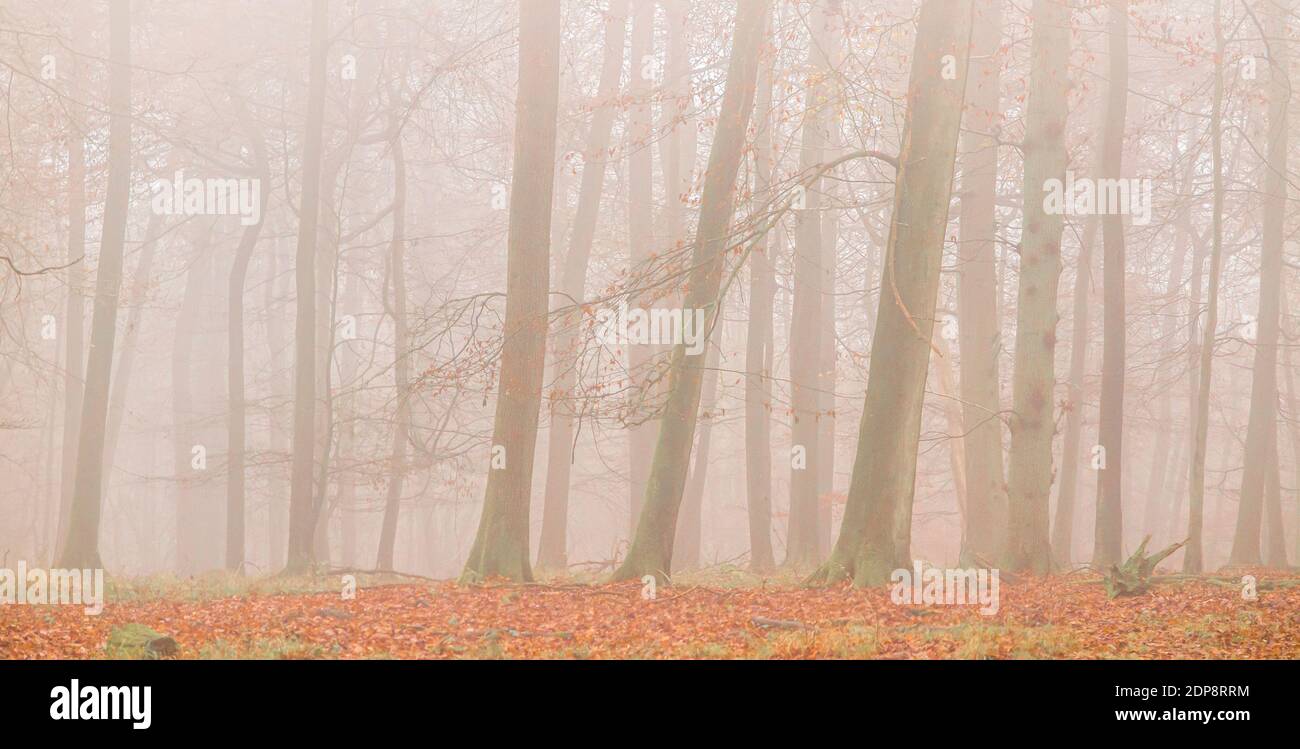 An autumnal mist in some woods in Buckinghamshire, England Stock Photo