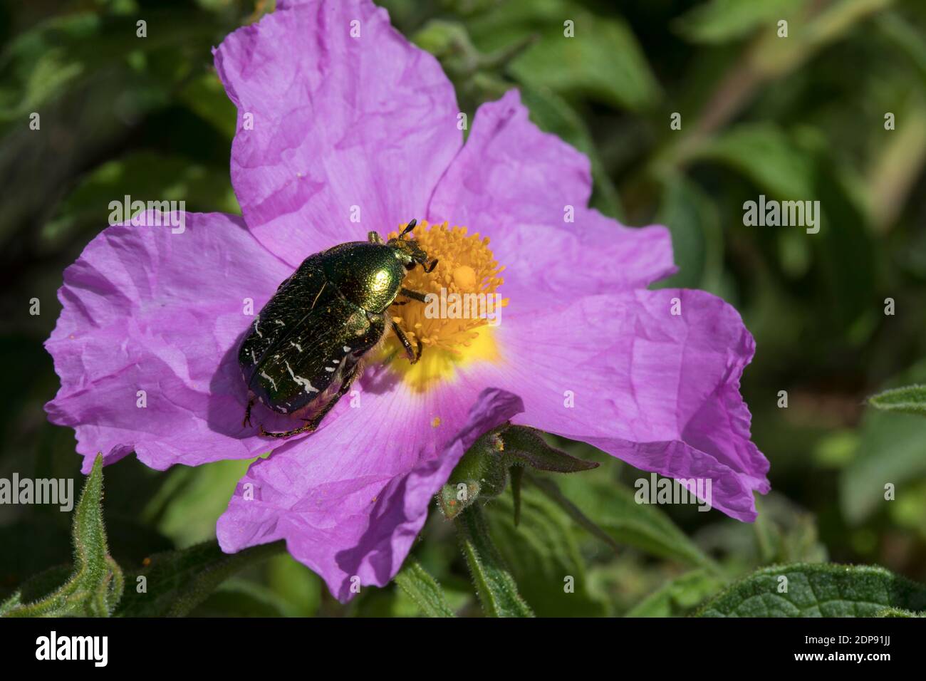 Rosenkäfer, Cetoniinae, Blütenbesuch auf Zistrose, Blatthornkäfer, Scarabaeidae, rose beetle, rose chafer, Kroatien, Croatia Stock Photo