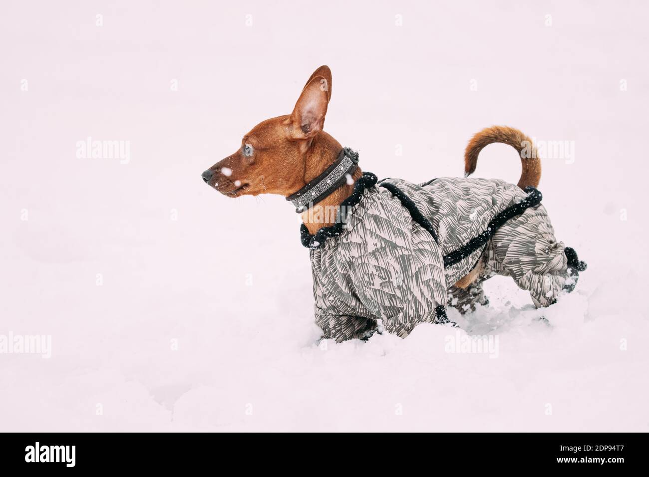 Dog Miniature Pinscher Pincher Min Pin In Outfit Walking Outdoor In Snow, Snowdrift. Winter Season. Playful Pets Outdoors Stock Photo