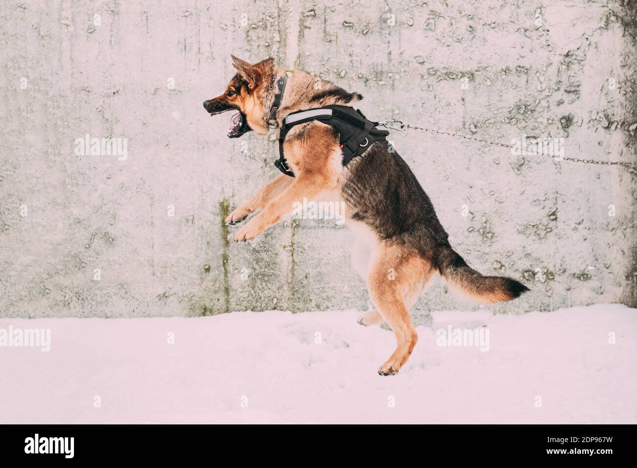 Training Of Purebred German Shepherd Dog In Special Outfit. Alsatian Wolf Dog Jumping During Exercise. Attack And Defence. Winter Snowy Day Stock Photo