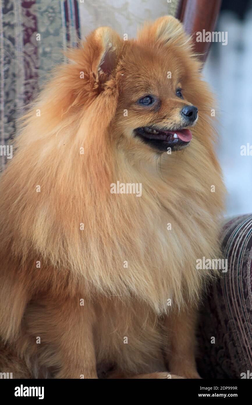 Big size pomeranian hot sale
