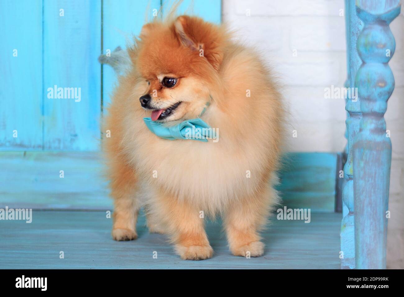 pomeranian with bow
