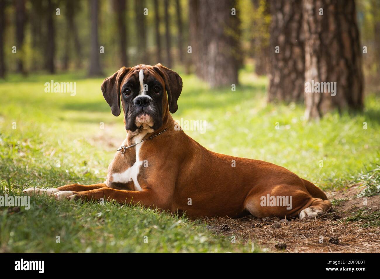 German boxer puppy dog looks at you in surprise Stock Photo - Alamy