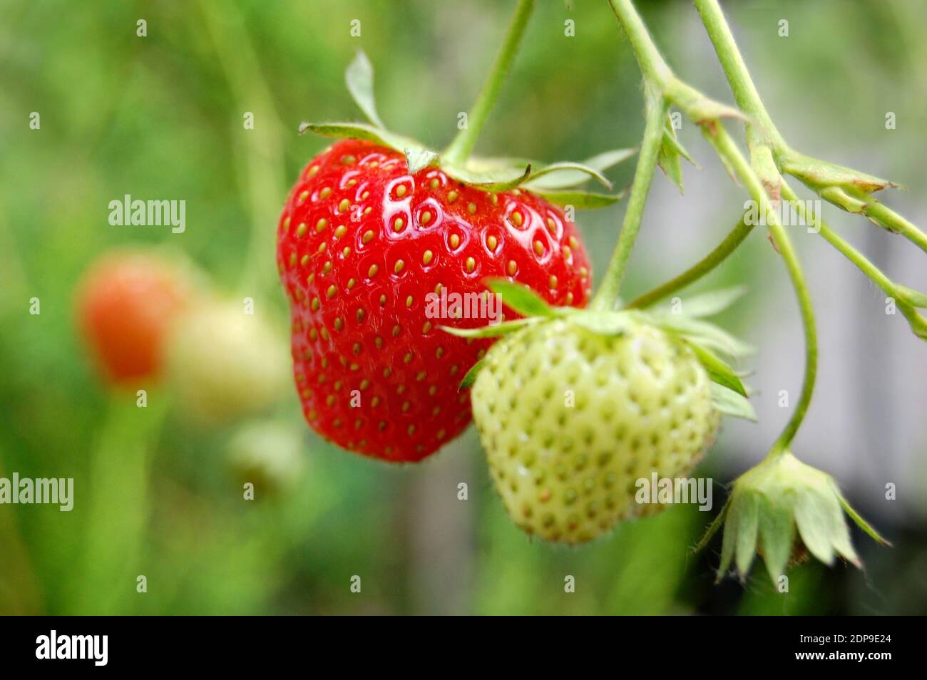 Home-grown red and green tomatoes in a garden during summertime. Stock Photo