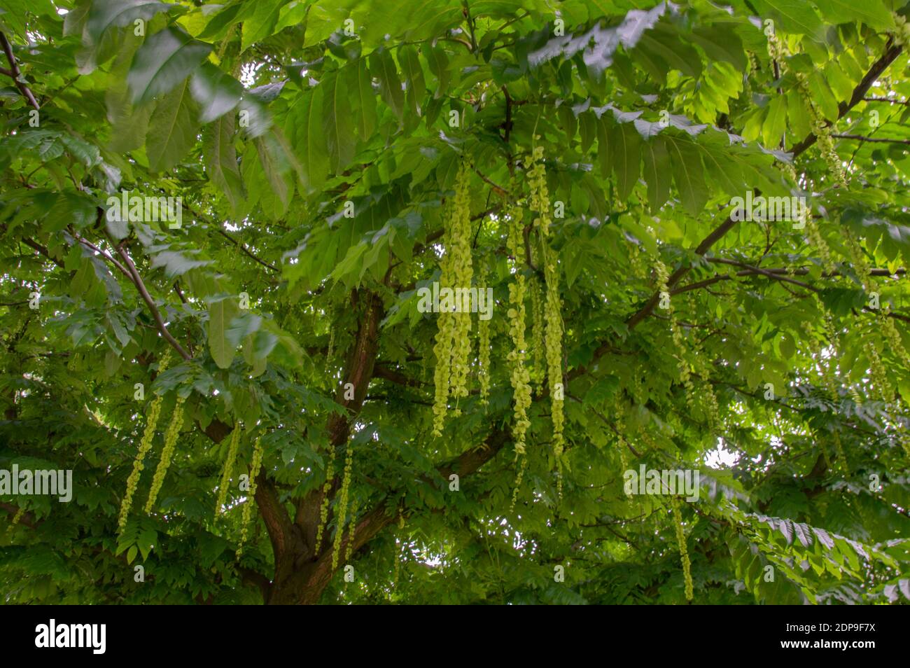 Close Up Of Isolated Seeds From An Elm Tree Stock Photo - Alamy