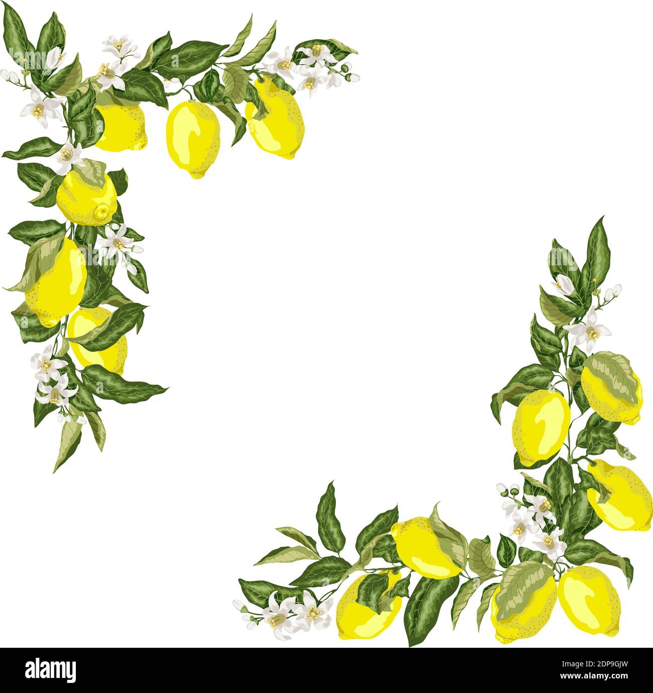 Set of corner square frame template with citrus lemon flower and fruits ...