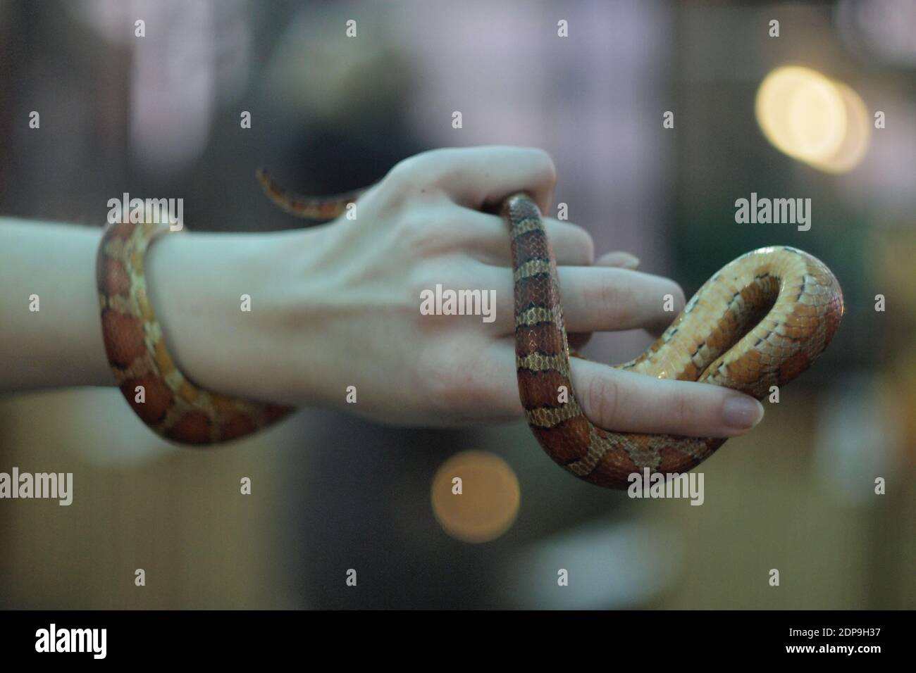 Hand lens wildlife hi-res stock photography and images - Alamy