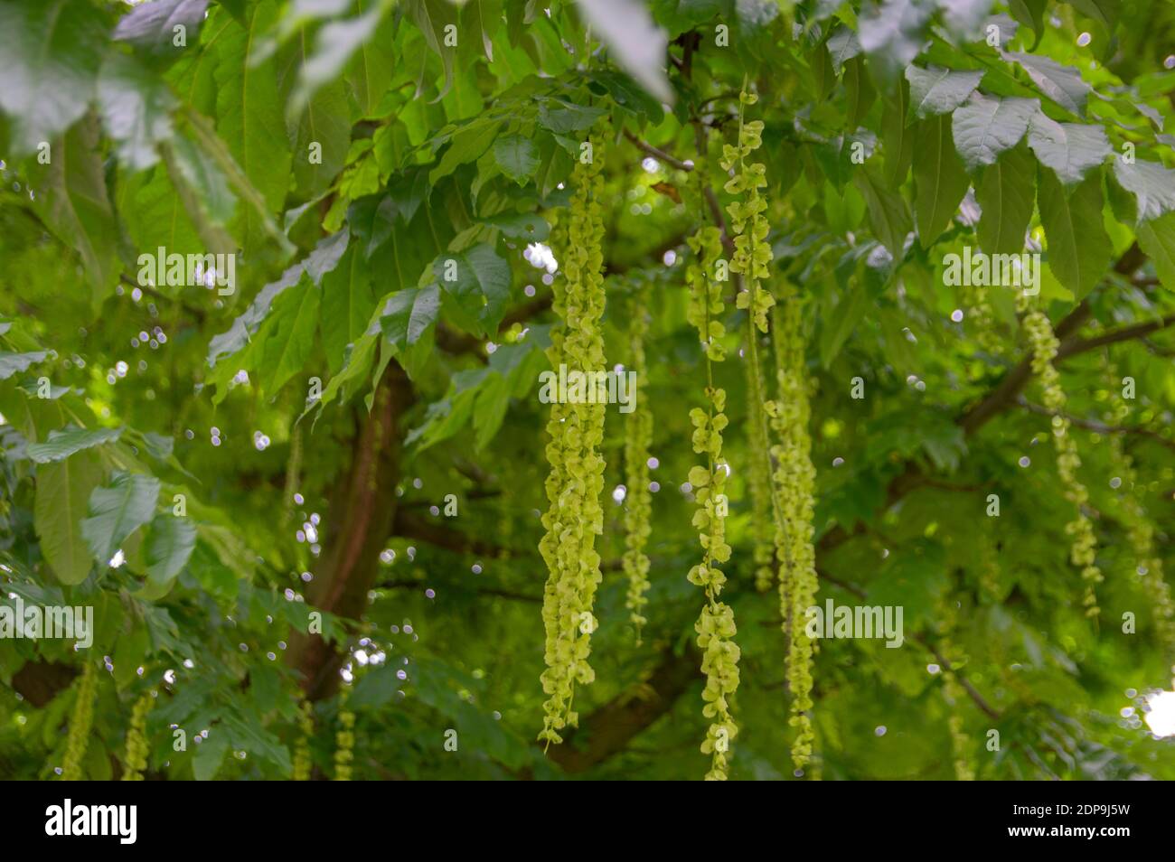 Elm Ulmus Tree Seeds High Resolution Stock Photography and Images - Alamy