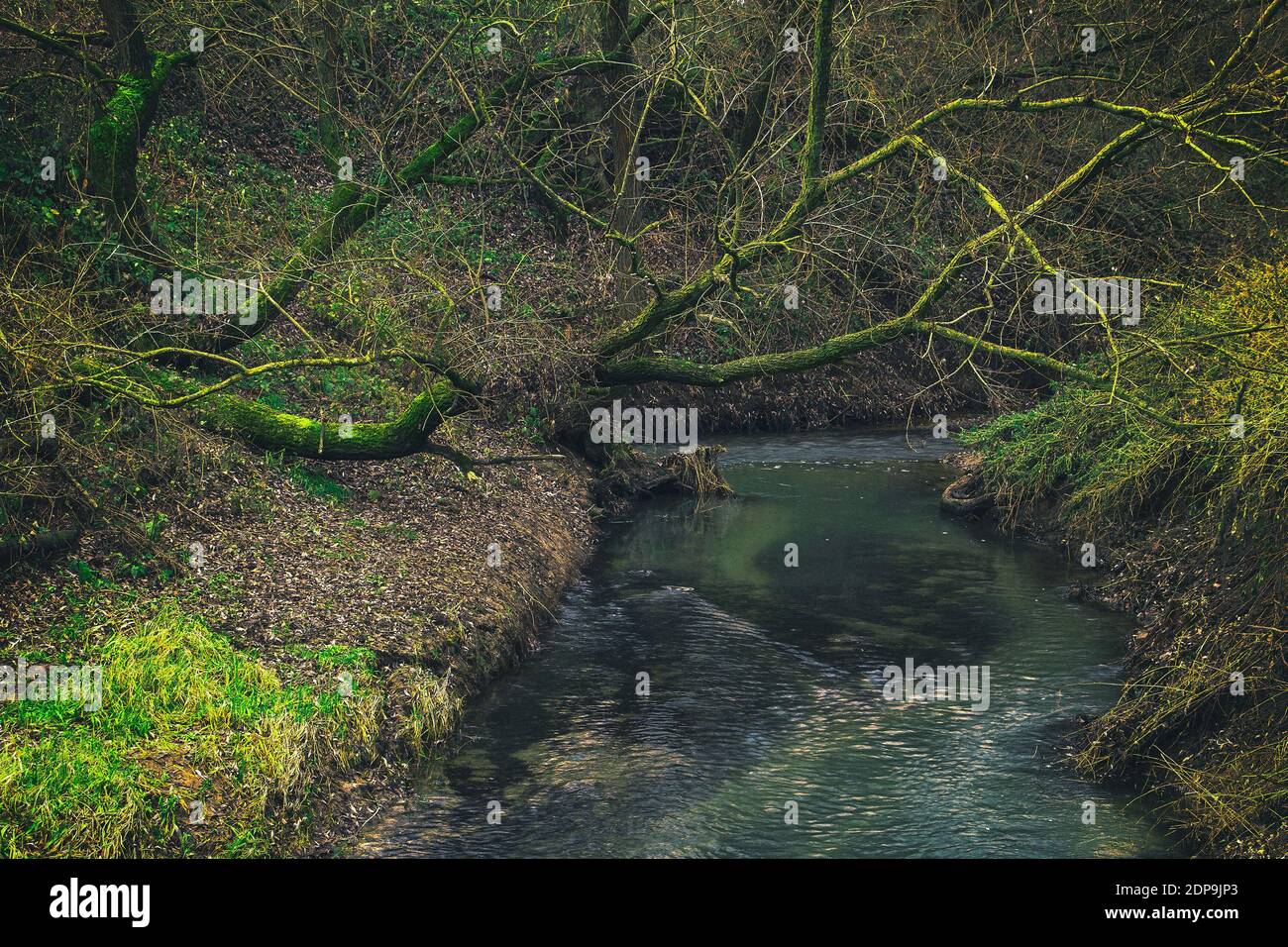 Green willow branches flow hi-res stock photography and images - Alamy