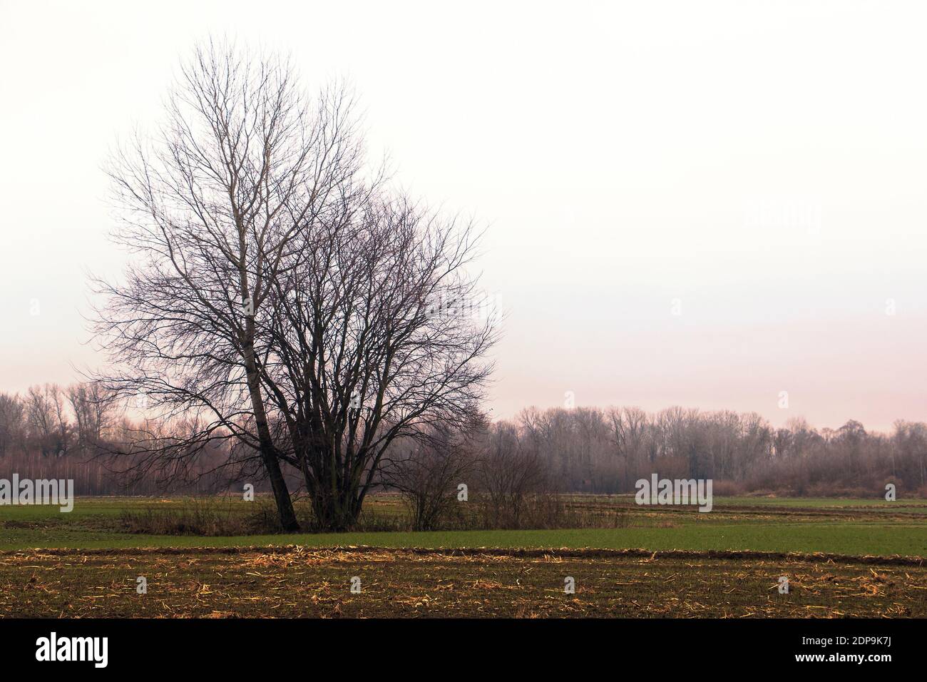 Group of tall trees growing in rural countryside in autumn Stock Photo ...