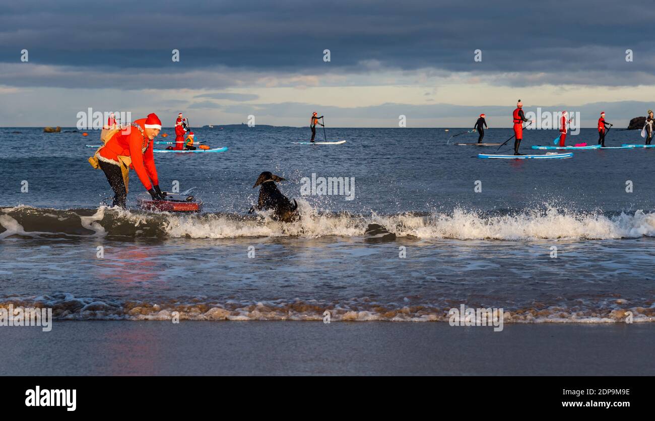North Berwick, East Lothian, Scotland, United Kingdom, 19th December 2020. Paddle Boarding Santas for charity: a local community initiative by North Berwick News and Views called 'Christmas Cheer' raises over £5,000 funds for families in need. The paddle boarders are dressed in Santa costumes as a dog splashes in the water Stock Photo