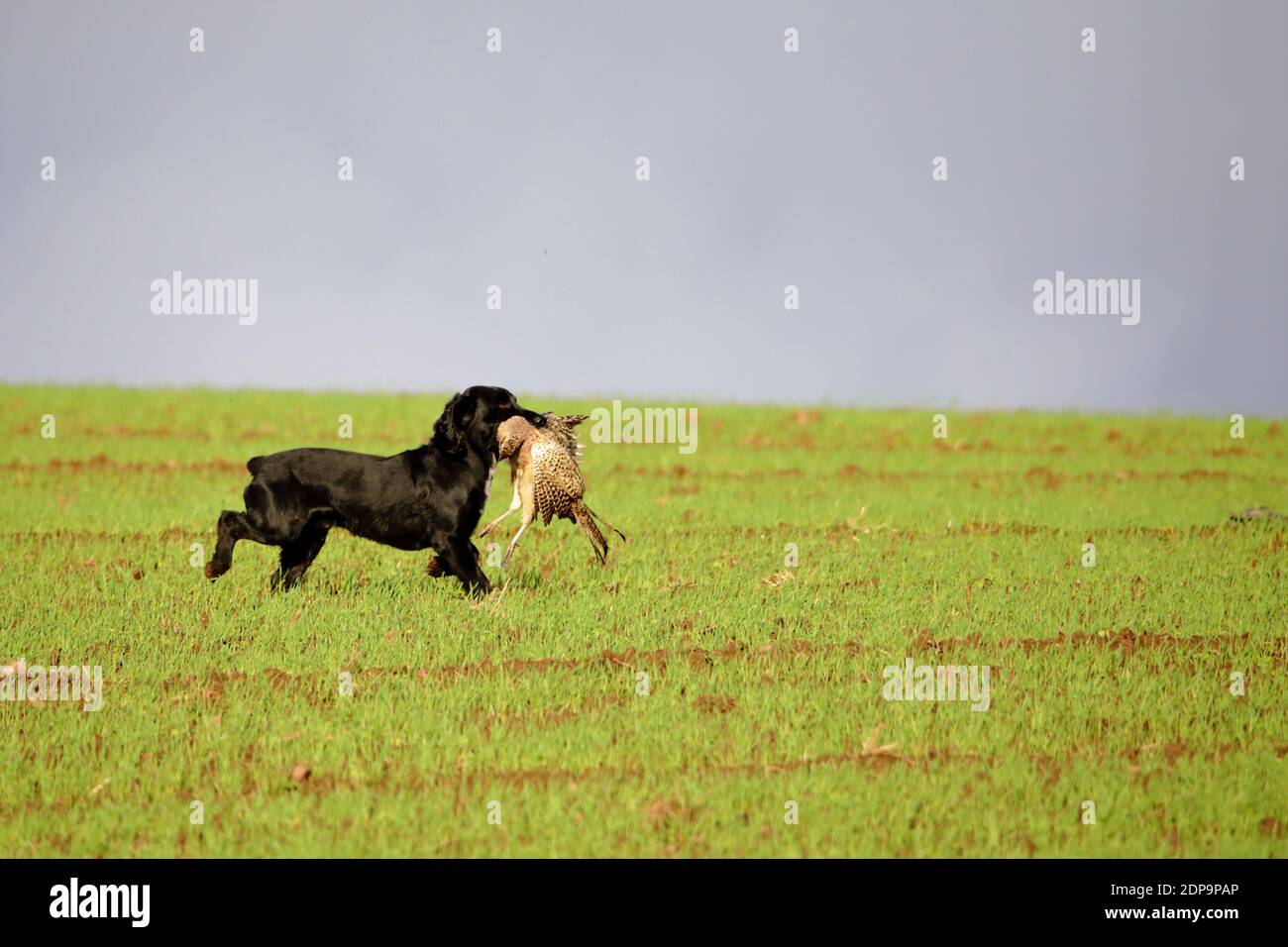a Black gun dog with a freshly shot pheasant Stock Photo