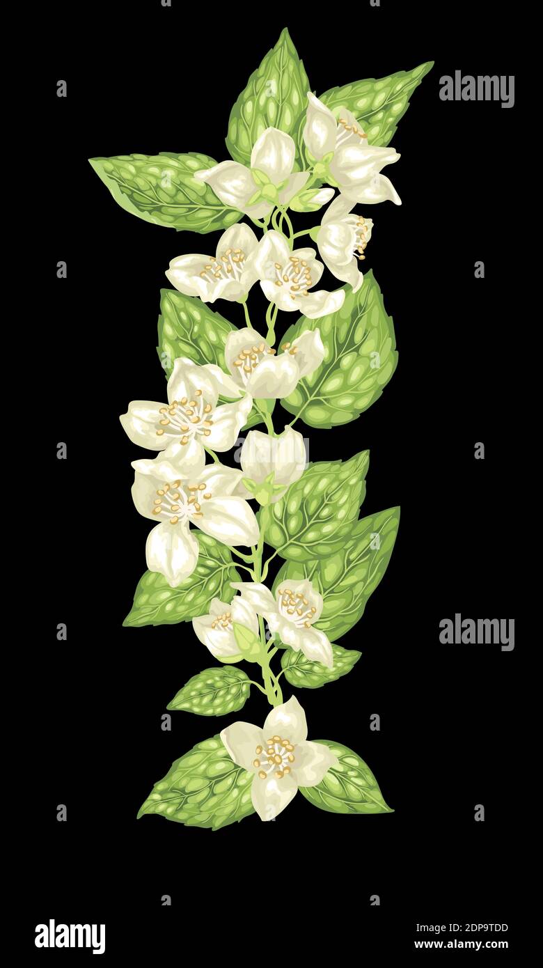 Vertical design element with jasmine flowers and leaves on the branches in realistic vector graphic illustration Stock Vector