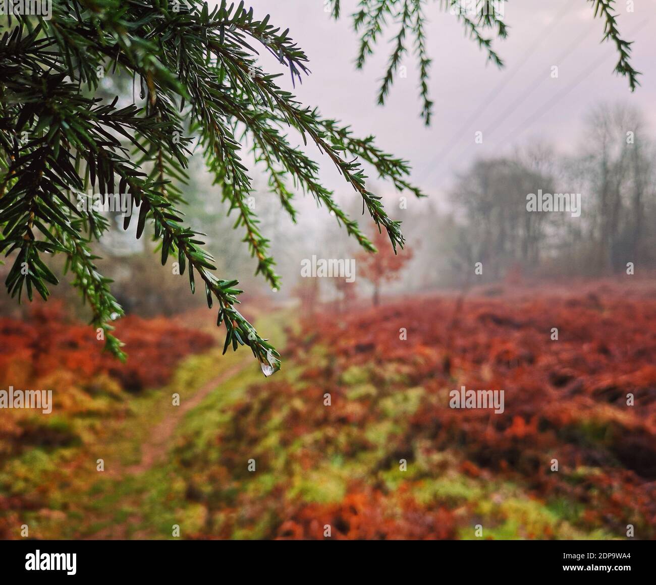 Close-up Of Pine Tree On Field During Autumn Stock Photo