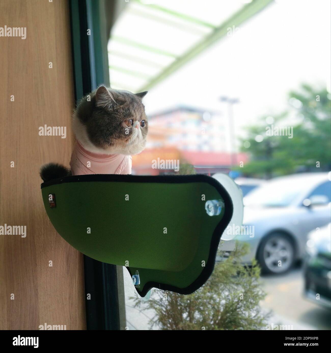 cat bed attached to window