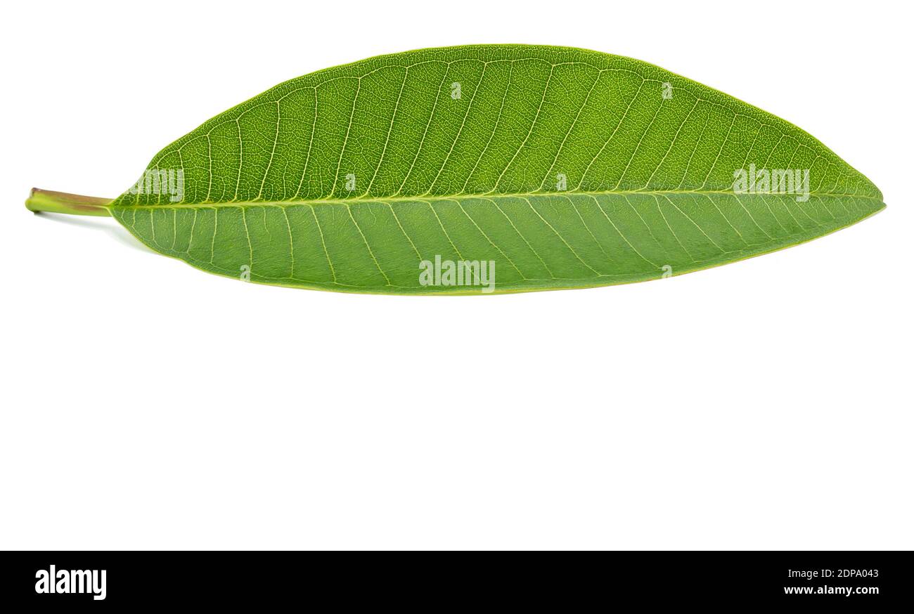 Leaves isolated on white background with clipping path Stock Photo