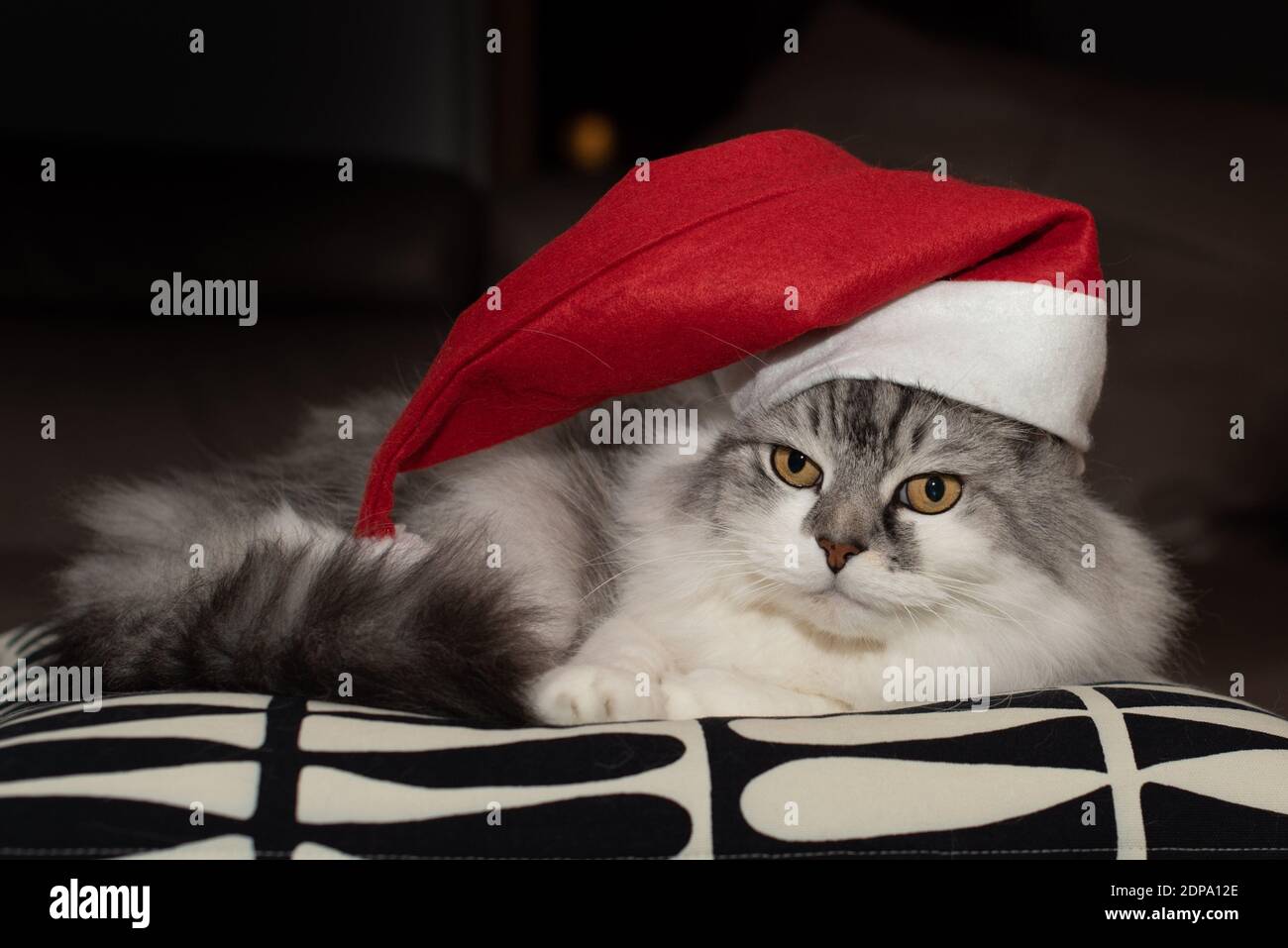 santa hat cat bed