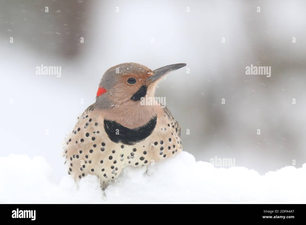 Northern Flicker Colaptes auratus perching in winter snow Stock Photo