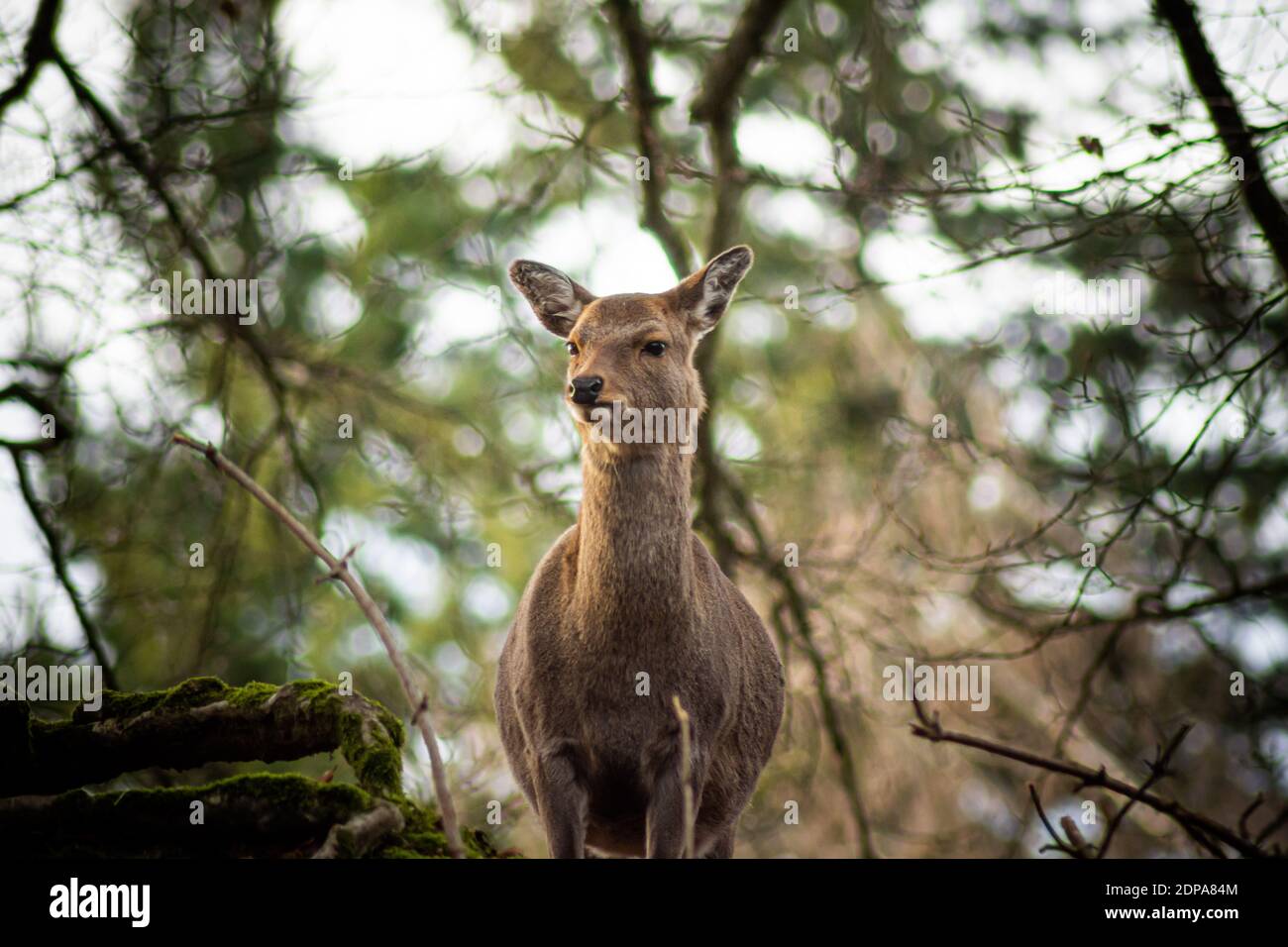 A roe Deer stands at the edge of the forest Stock Photo