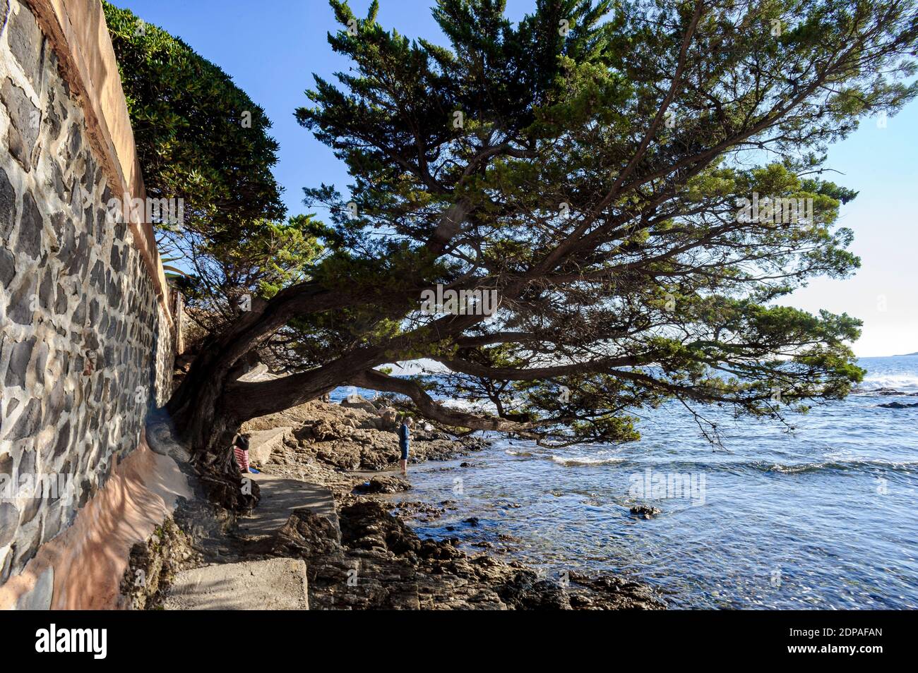 Coastal path on the seaside in the south of France. A wall bordering a rich villa is built on the trunk of a pine tree that slopes towards the water. Stock Photo