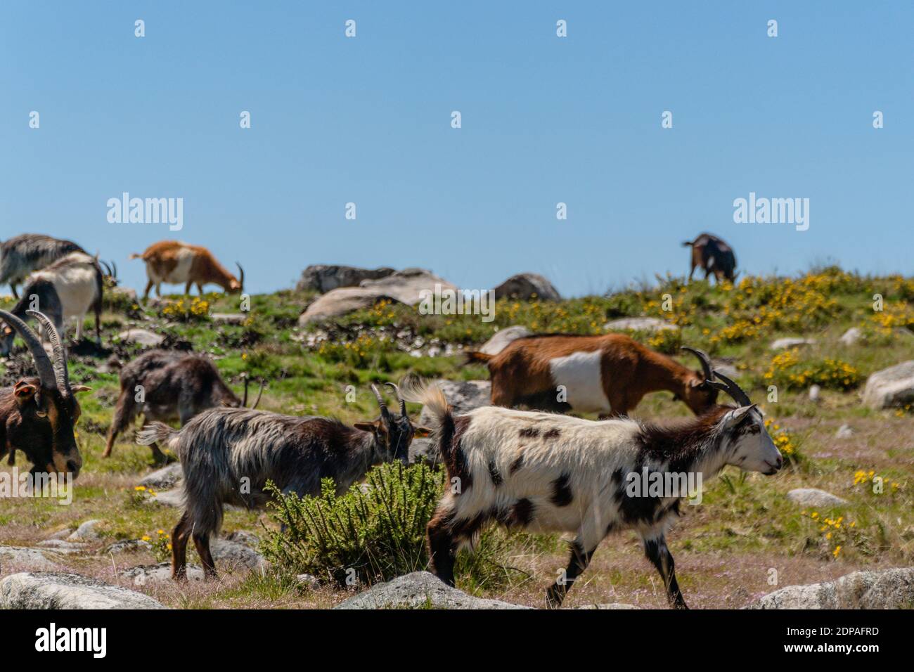 A herd of goats and sheep grazing on the pasture Stock Photo - Alamy