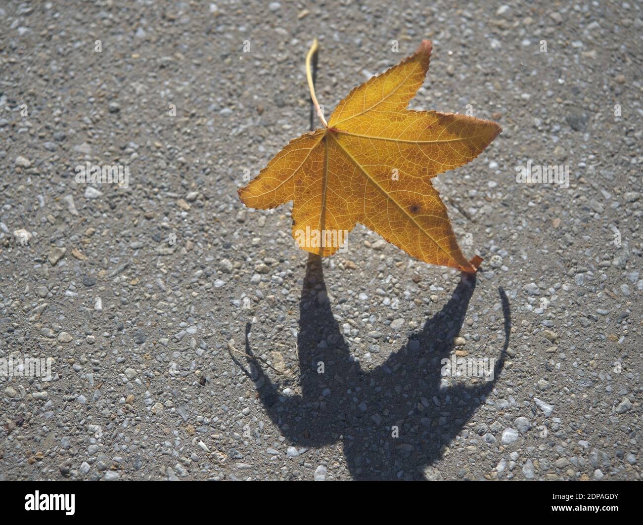 Bright yellow leaf on concrete pavement casting shadow Stock Photo