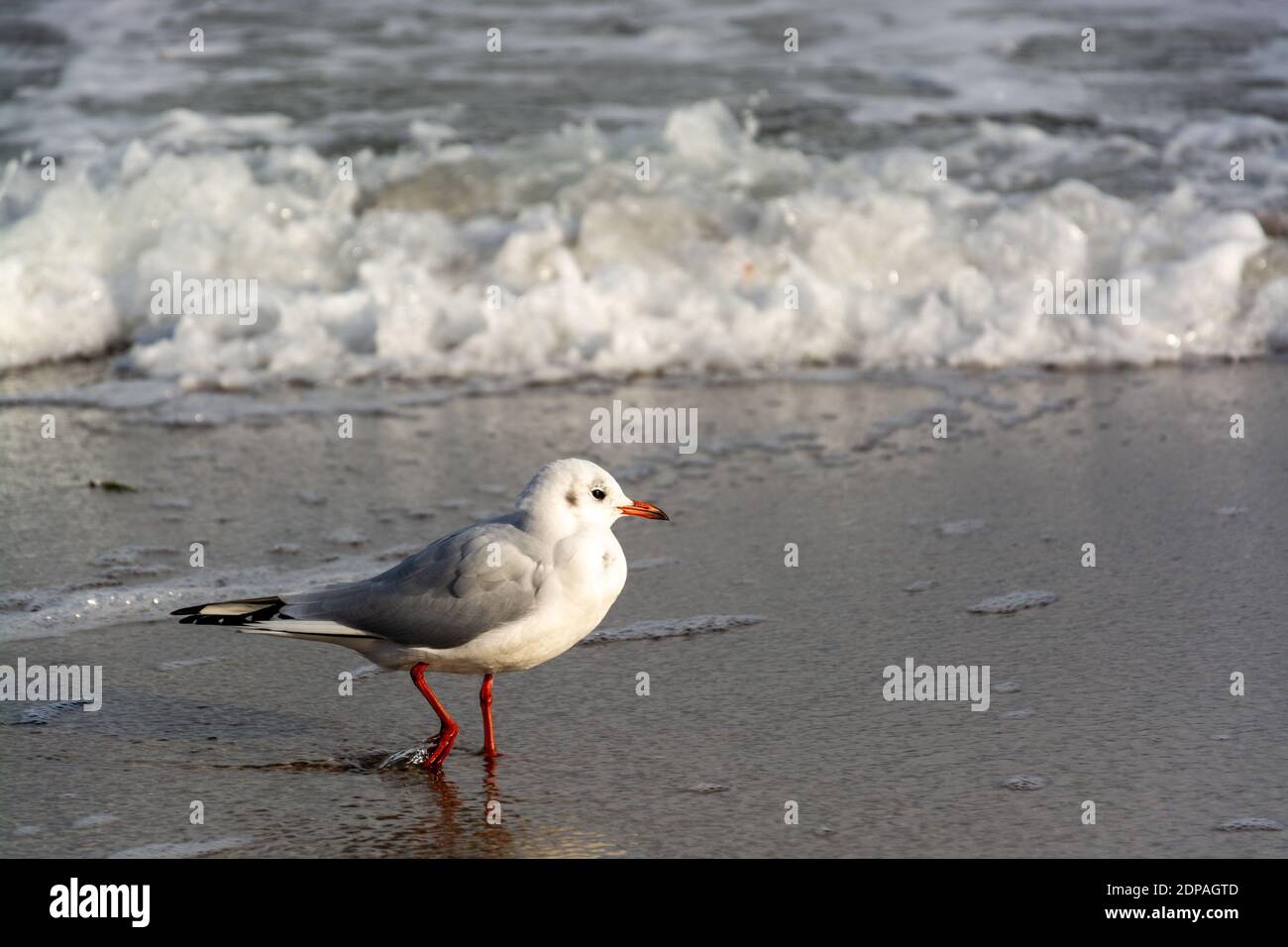 Gulls, or seagulls, are seabirds of the family Laridae in the suborder Lari. Stock Photo