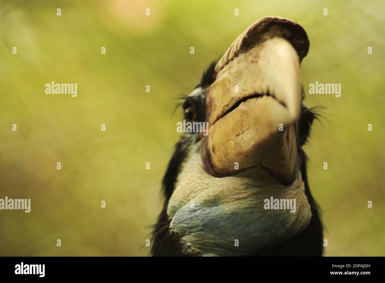 Female Wreathed Hornbill Rhyticeros Undulatus Stock Photo Alamy