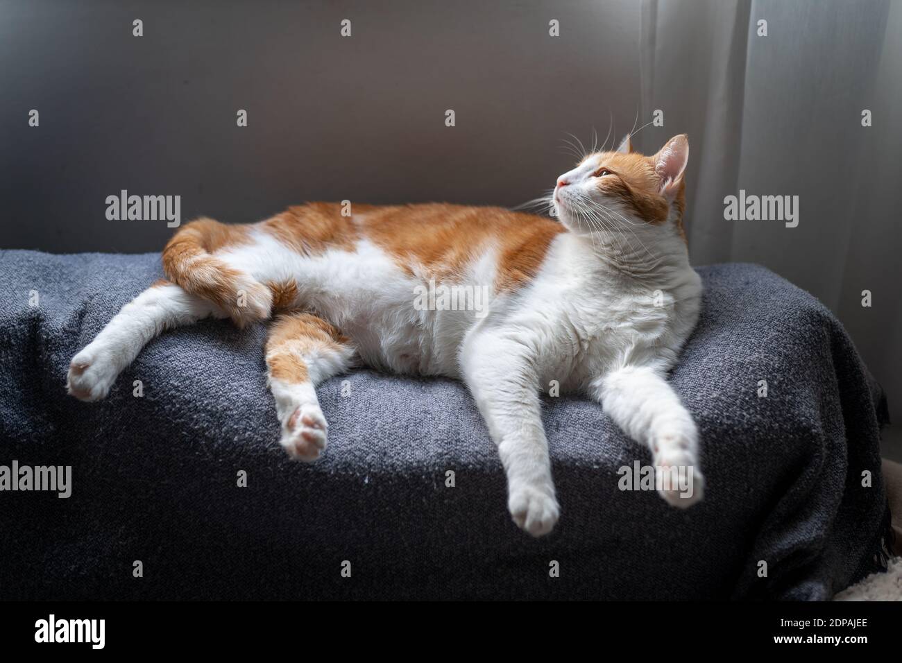 brown and white cat with yellow eyes lying on a sofa, looks up Stock ...