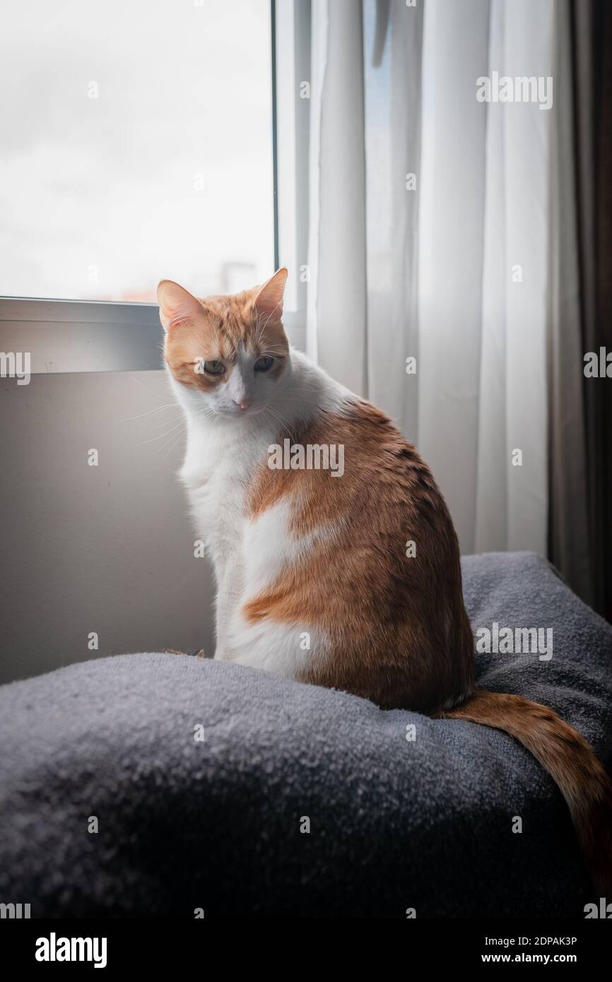 vertical composition. brown and white cat sitting on the sofa by the ...