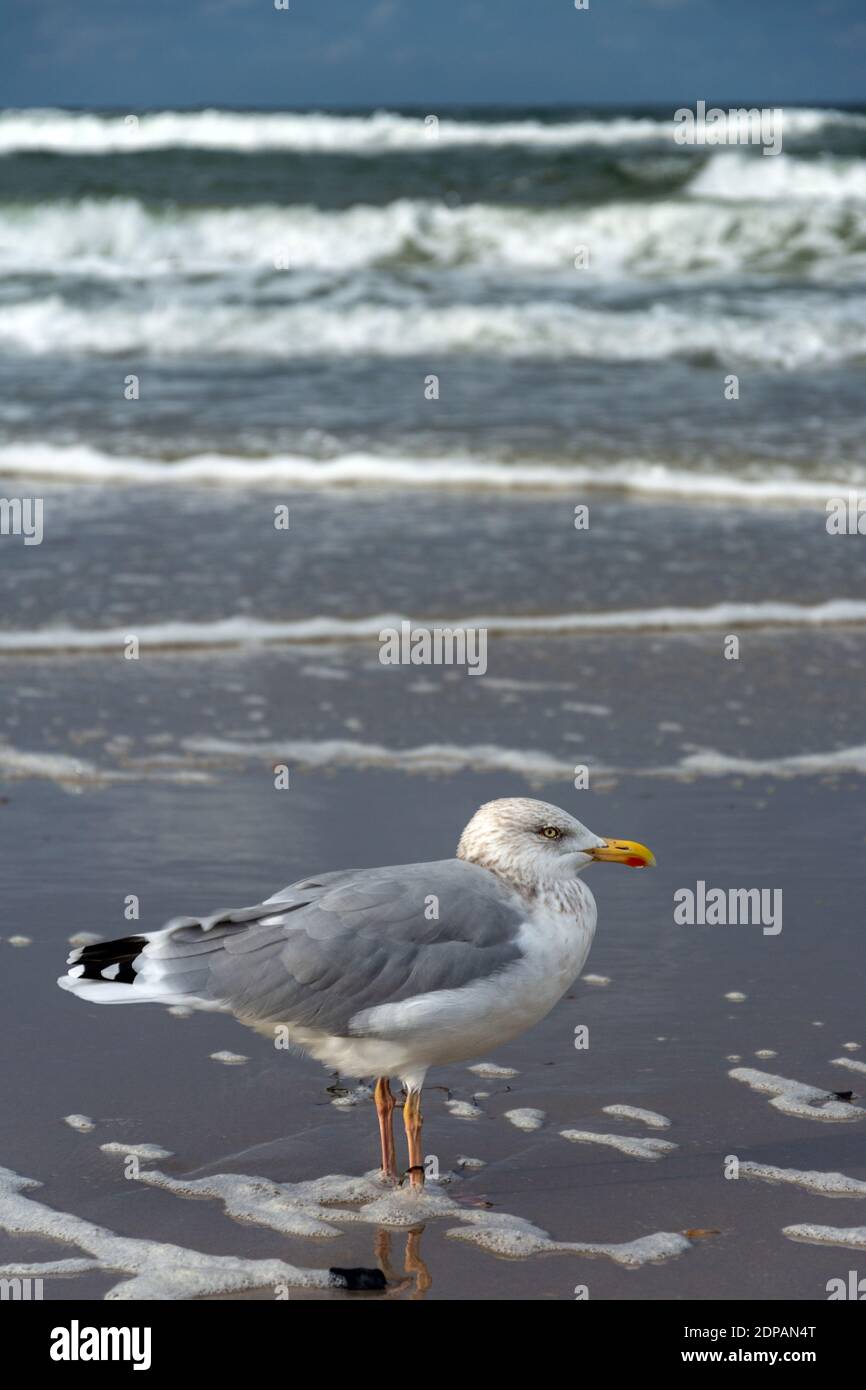 Gulls, or seagulls, are seabirds of the family Laridae in the suborder Lari. Stock Photo