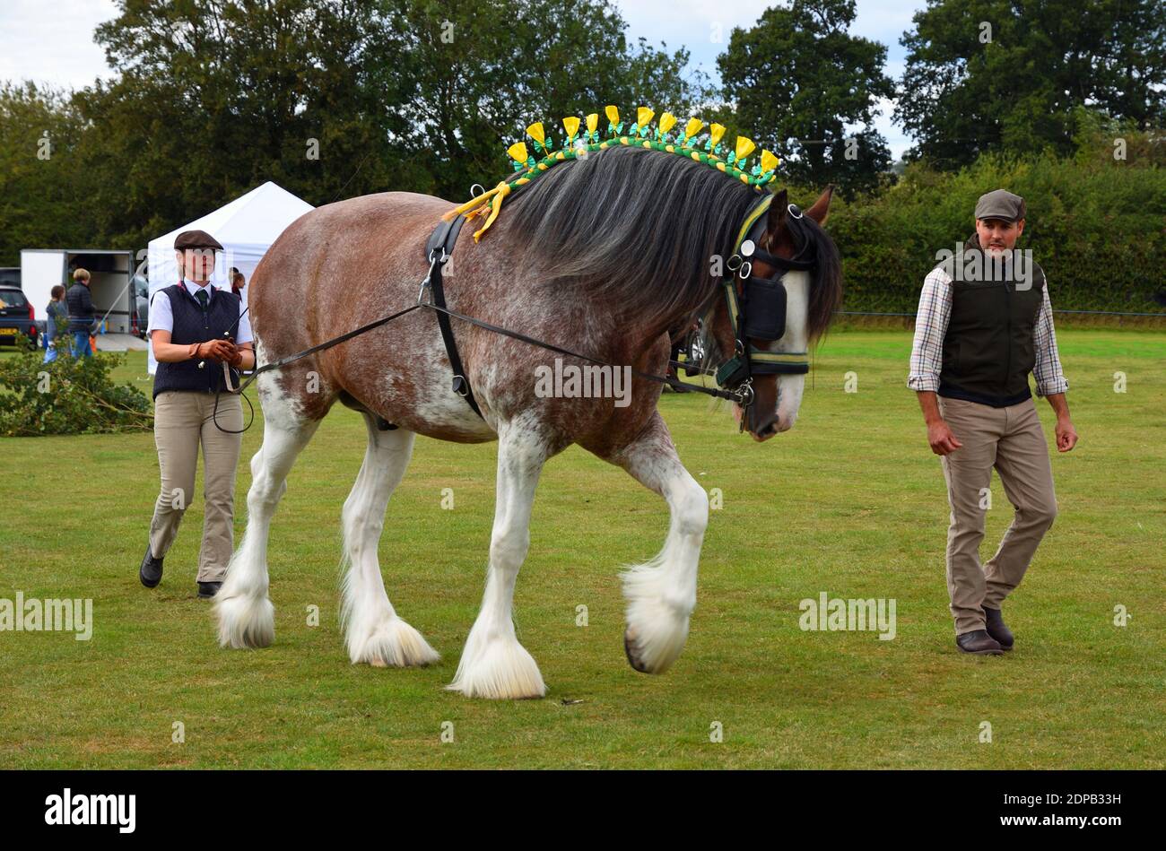 Bay and Roan Shire Horse  Stallion on shown ground Stock Photo