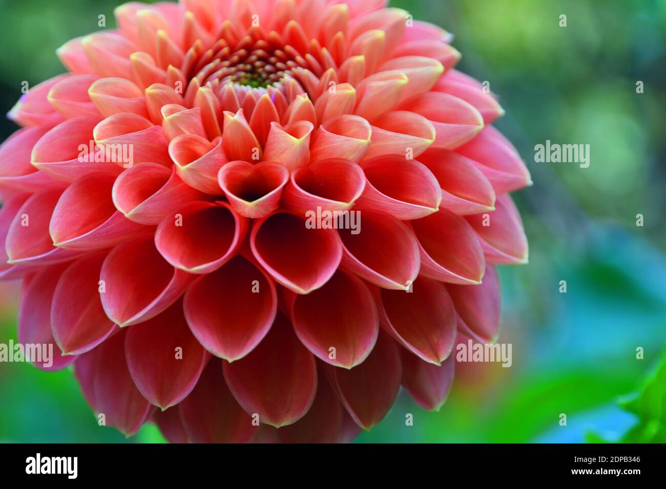 Close up of beautiful Pink ball head Dahlia bloom with natural lighting and background . Stock Photo