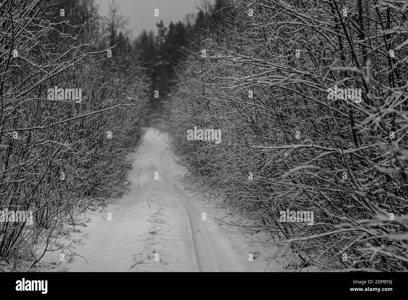 Small road with snow and a lot of bushes on both sides, picture from Vasternorrland Sweden. Stock Photo