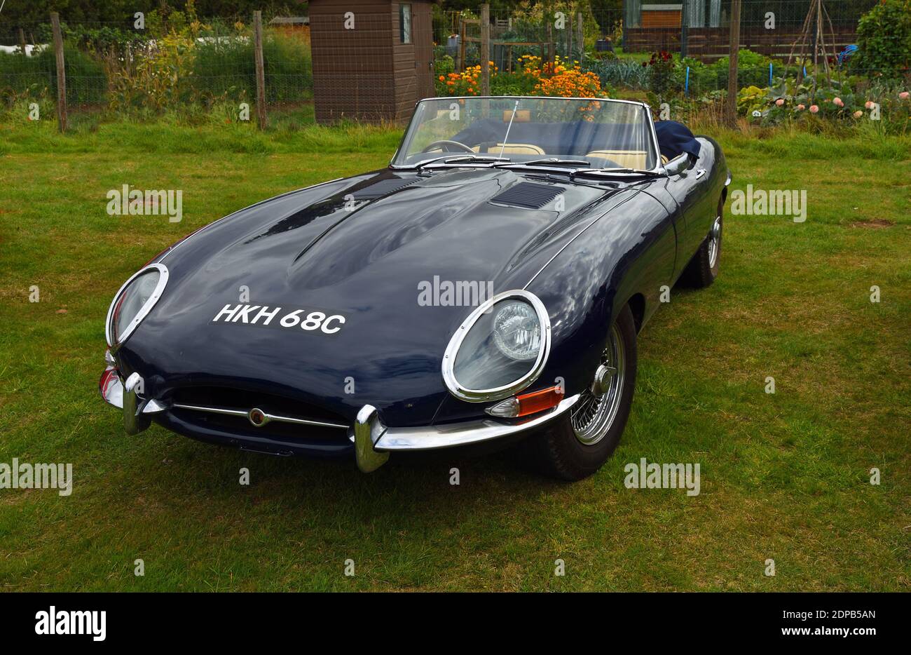 Classic Dark Blue 1965 Jaguar E Type Convertible  isolated parked on grass. Stock Photo