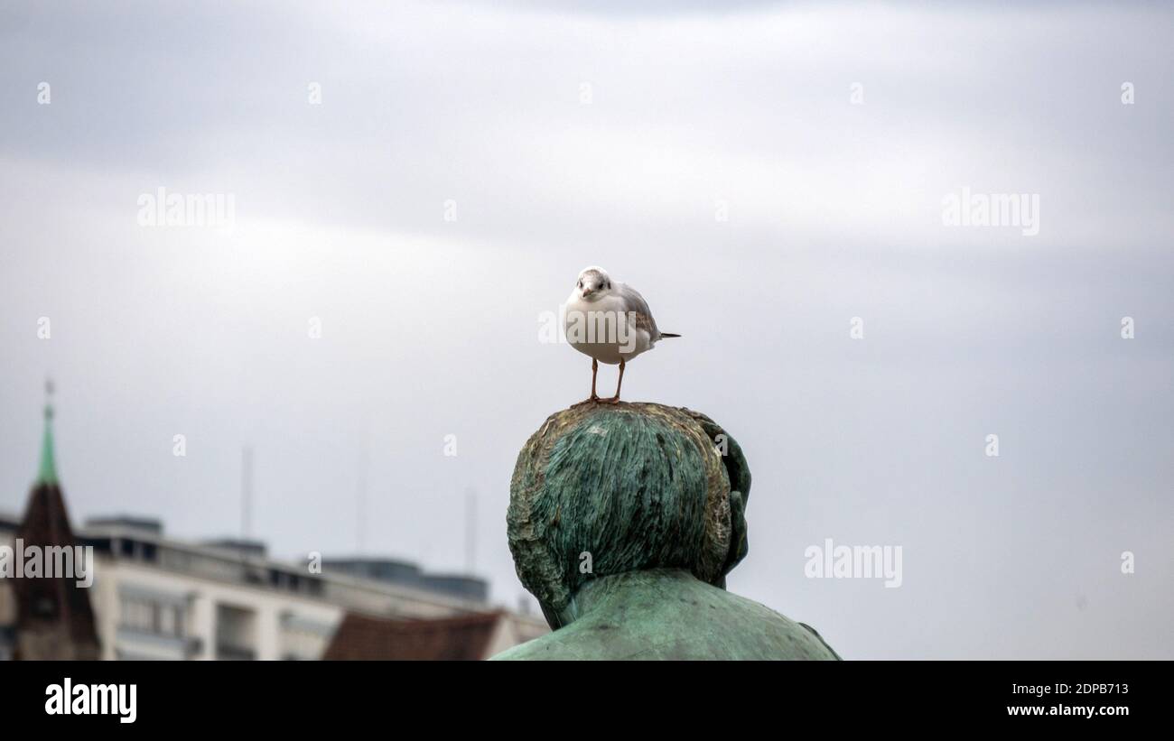 Black-headed gull on the head of a statue as a very good place for observation Stock Photo