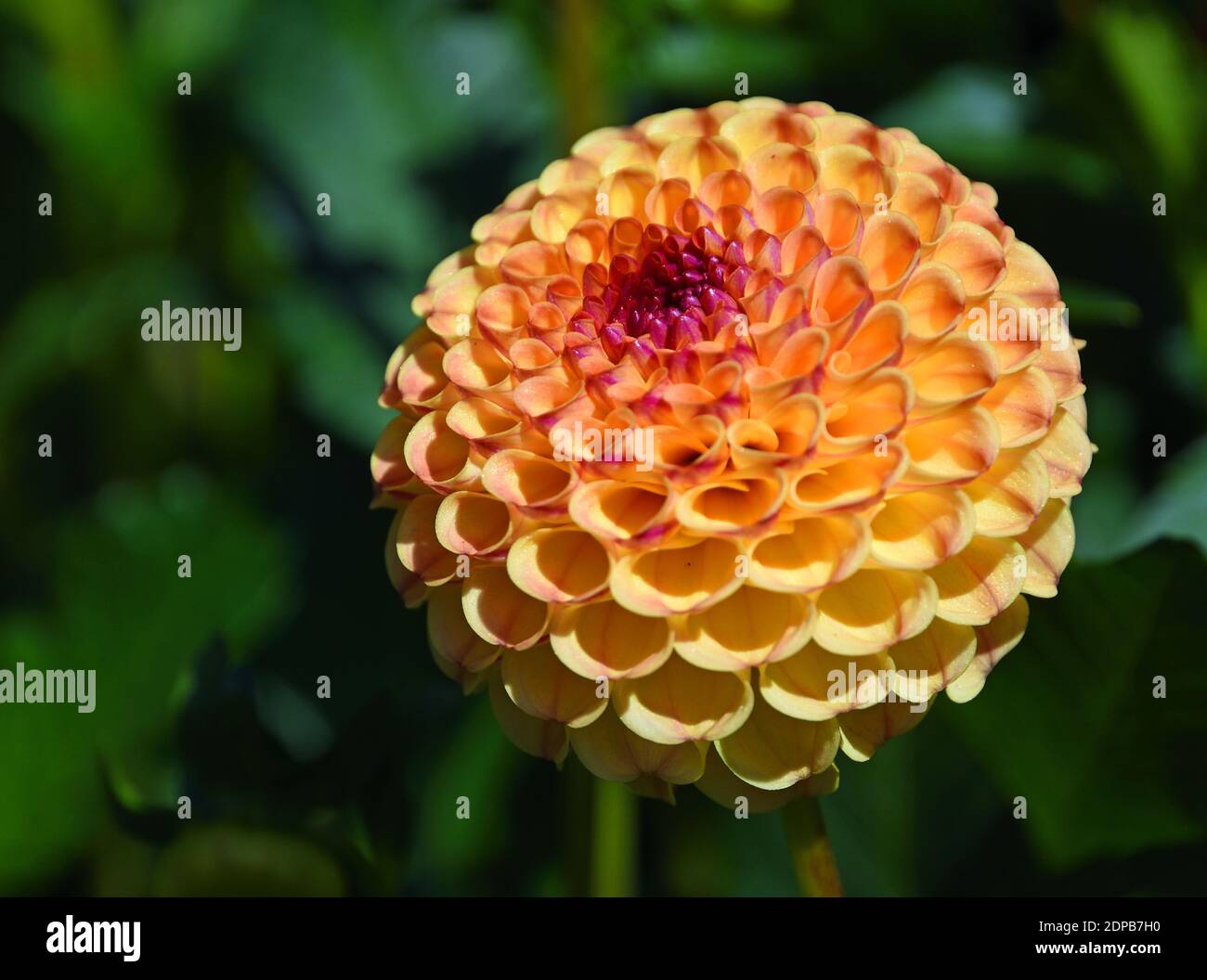 Close up of beautiful Pink ball head Dahlia bloom with natural lighting and background . Stock Photo