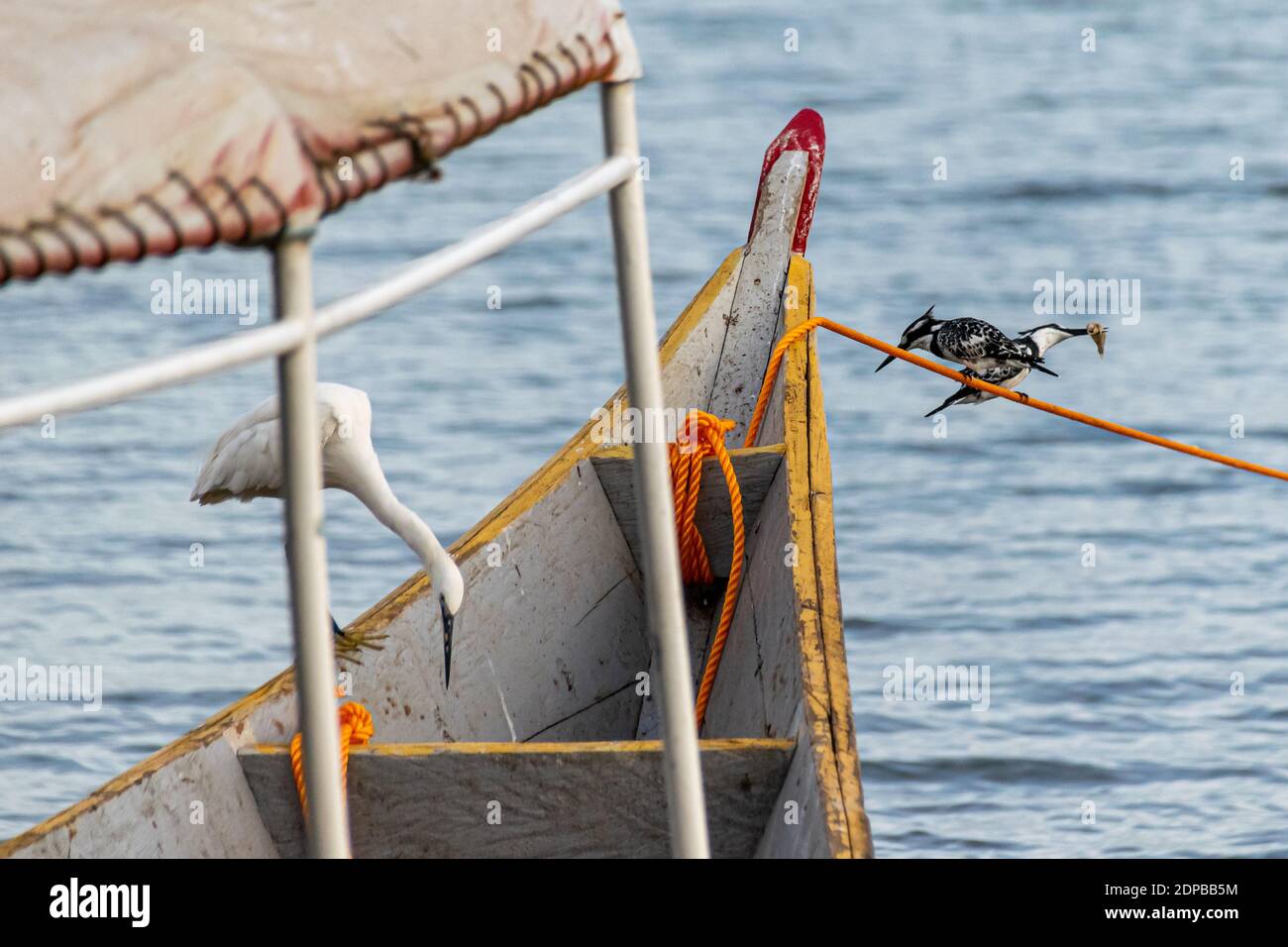 Kingfishers on a line hires stock photography and images Alamy