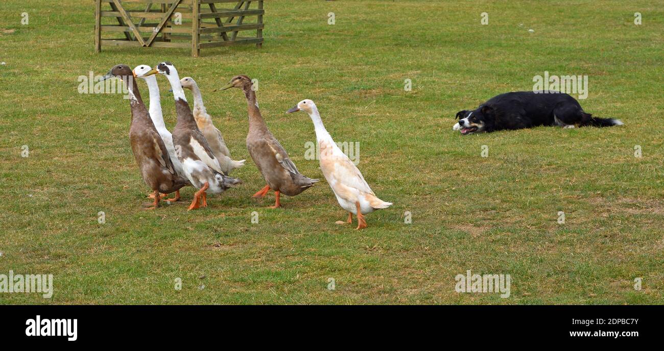 Ducks being herded by a Border Collie Dog. Stock Photo