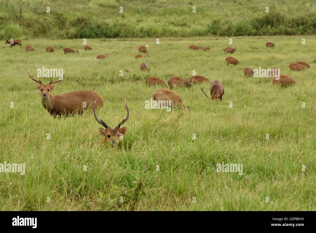 Flock Of Indian Hog Deer Grazing In A Field Stock Photo Alamy