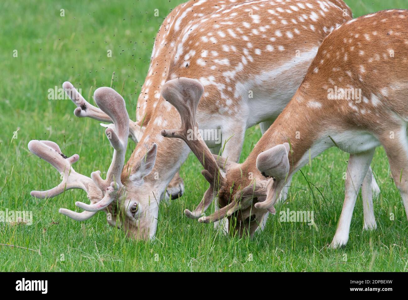 Deer Grazing In A Field Stock Photo