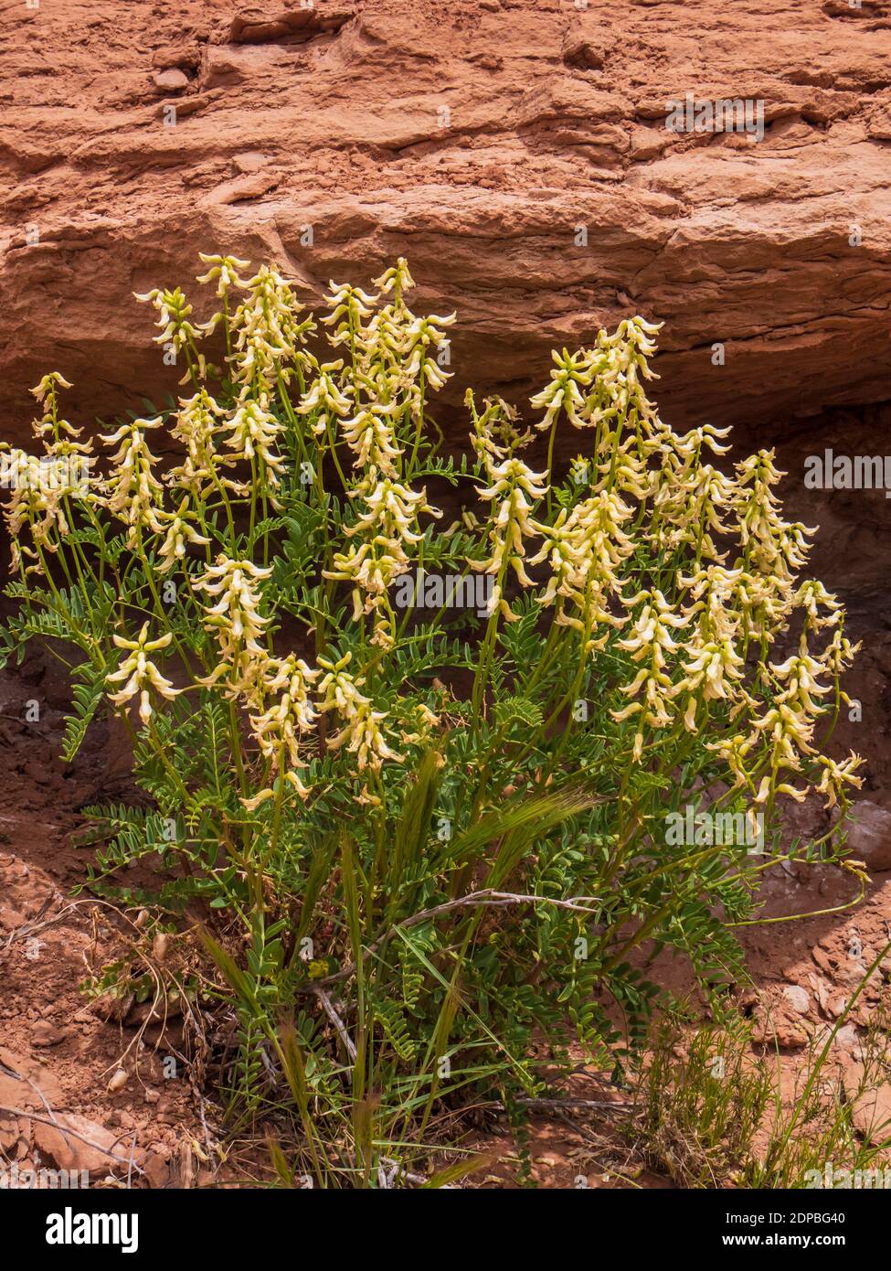 Stinking Milkvvetch (Astragalus praelongus), Angel's Palace Trail, Kodachrome Basin State Park, Cannonville, Utah. Stock Photo