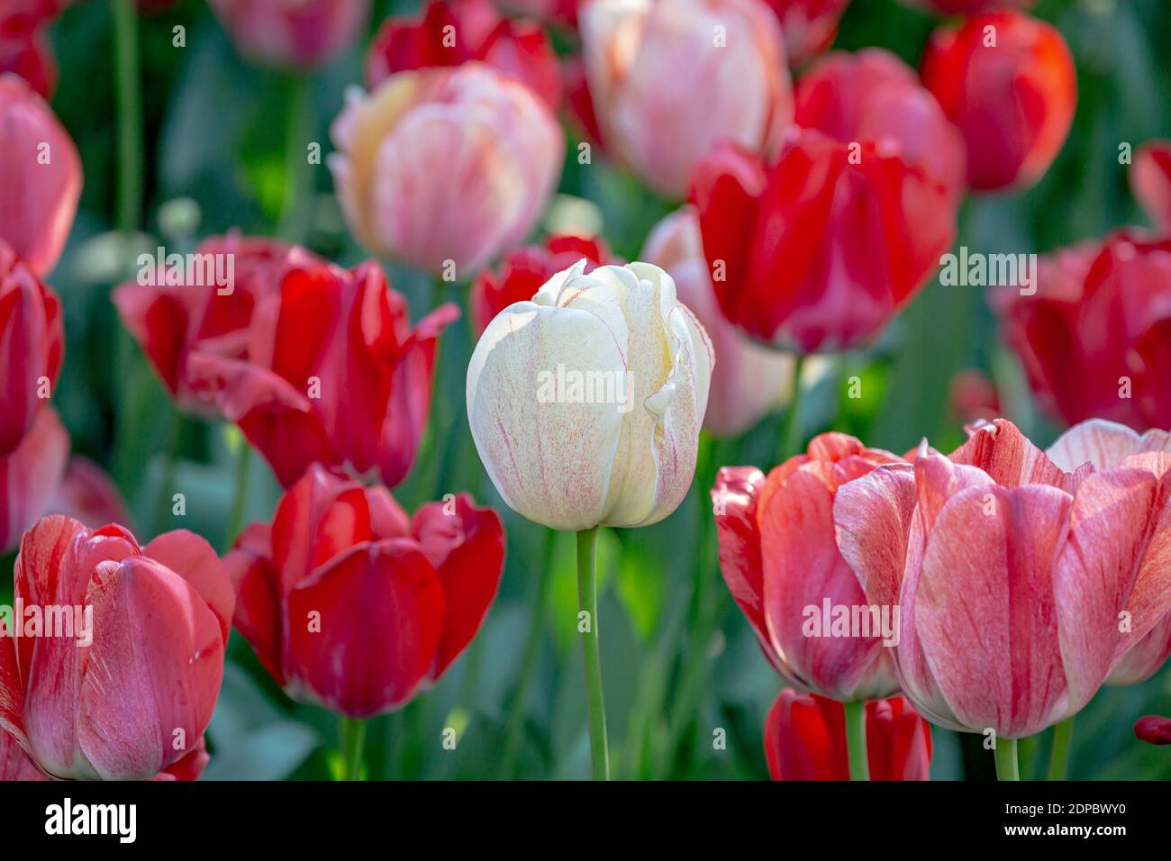 A white tulip amongst a bed of red and pink tulips, in springtime Stock Photo