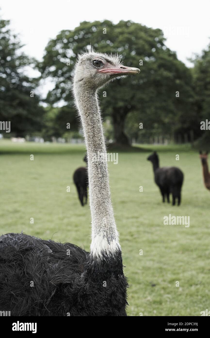 GREAT BRITAIN / England /Dartmoor/Austrich at Dartmoor Zoological Park
